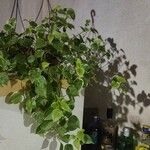 Peperomia scandens Liść