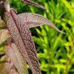 Eupatorium perfoliatum 葉