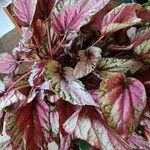 Begonia rex Leaf