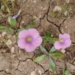 Linum pubescens Flower