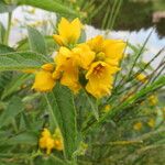 Lysimachia vulgarisFlower