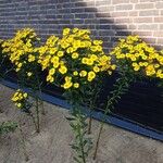 Helenium autumnale Yeri