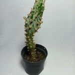 Opuntia triacanthos Folha