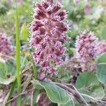 Petasites hybridusКветка