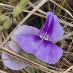 Vigna frutescens Blüte