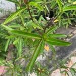 Barleria lupulina Feuille