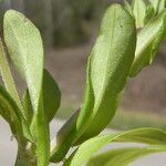 Valeriana locusta Blad