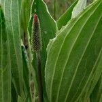 Plantago maxima Flor