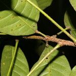 Conchocarpus guyanensis 树皮