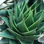 Aristaloe aristata cv. 'Cosmo' Агульны выгляд