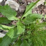 Valeriana montana Leaf