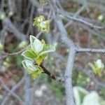 Rhamnus alpina برگ