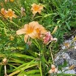 Hemerocallis fulvaപുഷ്പം