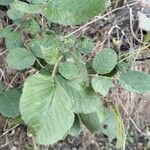 Rubus ellipticus Leaf