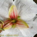 Helianthemum neopiliferum Květ