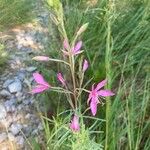 Epilobium dodonaeiFlor