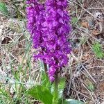 Orchis masculaKvet