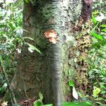 Erythrophleum suaveolens Bark