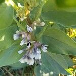 Vicia fabaKvet