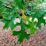 Quercus texana Yaprak