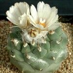 Turbinicarpus schmiedickeanus Характер