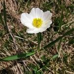 Ranunculus kuepferi Flower