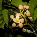 Sloanea synandra Flower