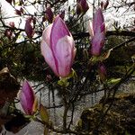 Magnolia × soulangeana Floro