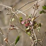 Ipomoea heptaphylla 形態