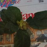 Clerodendrum capitatum Blatt