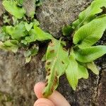 Asplenium sagittatum Folla