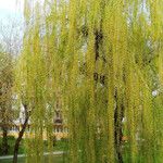 Salix × pendulina অভ্যাস