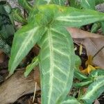 Syngonium angustatum Blad