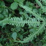 Pteris linearis Leaf