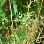 Epipactis gigantea Habitatea