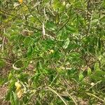 Combretum micranthum Blatt