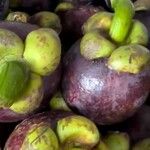 Garcinia mangostana Fruit