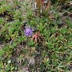 Phyteuma globulariifolium 花
