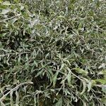 Pyrus salicifolia Habit