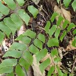 Adiantum trapeziforme Folla