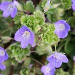 Veronica persica Flower