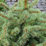 Picea laxa Folha