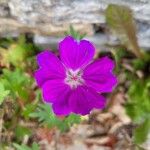 Geranium sanguineumCvet