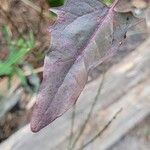 Atriplex hortensis Hoja