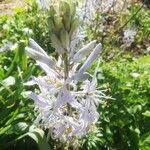 Camassia cusickii Flower