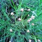 Plantago sempervirens Habit