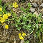 Coronilla vaginalis Habit