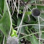 Globularia vulgaris Kvet