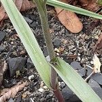 Tulipa turkestanica Casca