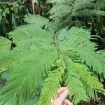 Anadenanthera colubrina ഇല